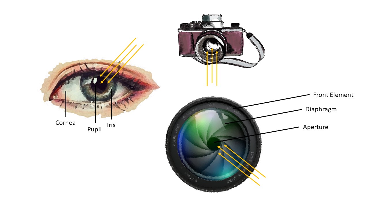 Eyes-Lenses